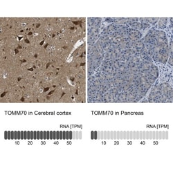 TOM70 Antibody, Novus Biologicals 0.1mL; Unlabeled:Antibodies, Polyclonal